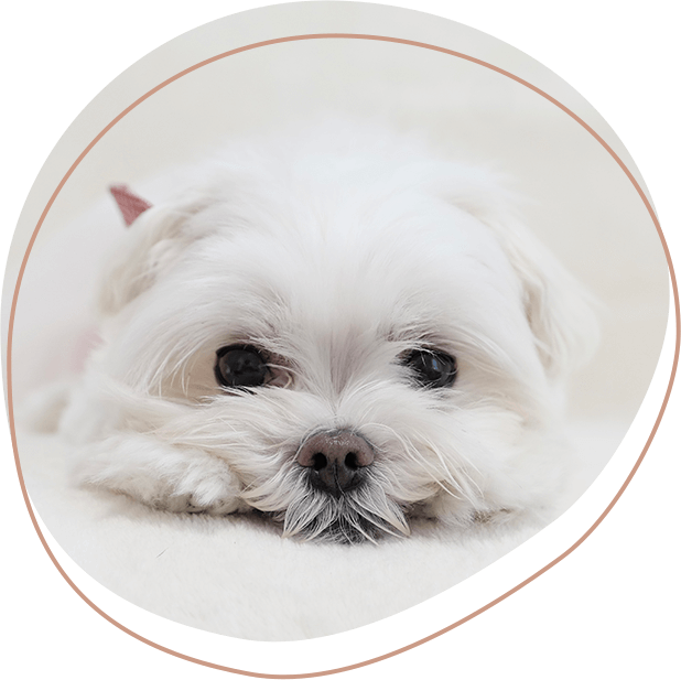 ホテル&お預かり